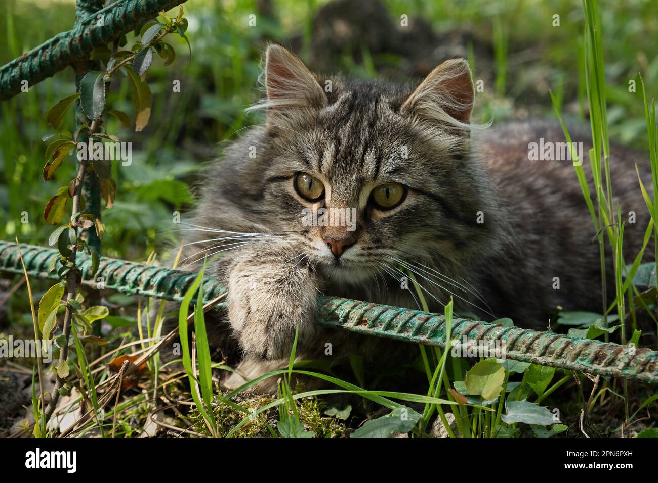 Un gatto a righe con occhi sorpresi in giardino. Ritratto in primo piano, guardando direttamente la fotocamera. Sfondo sfocato del fogliame verde. A piedi Foto Stock
