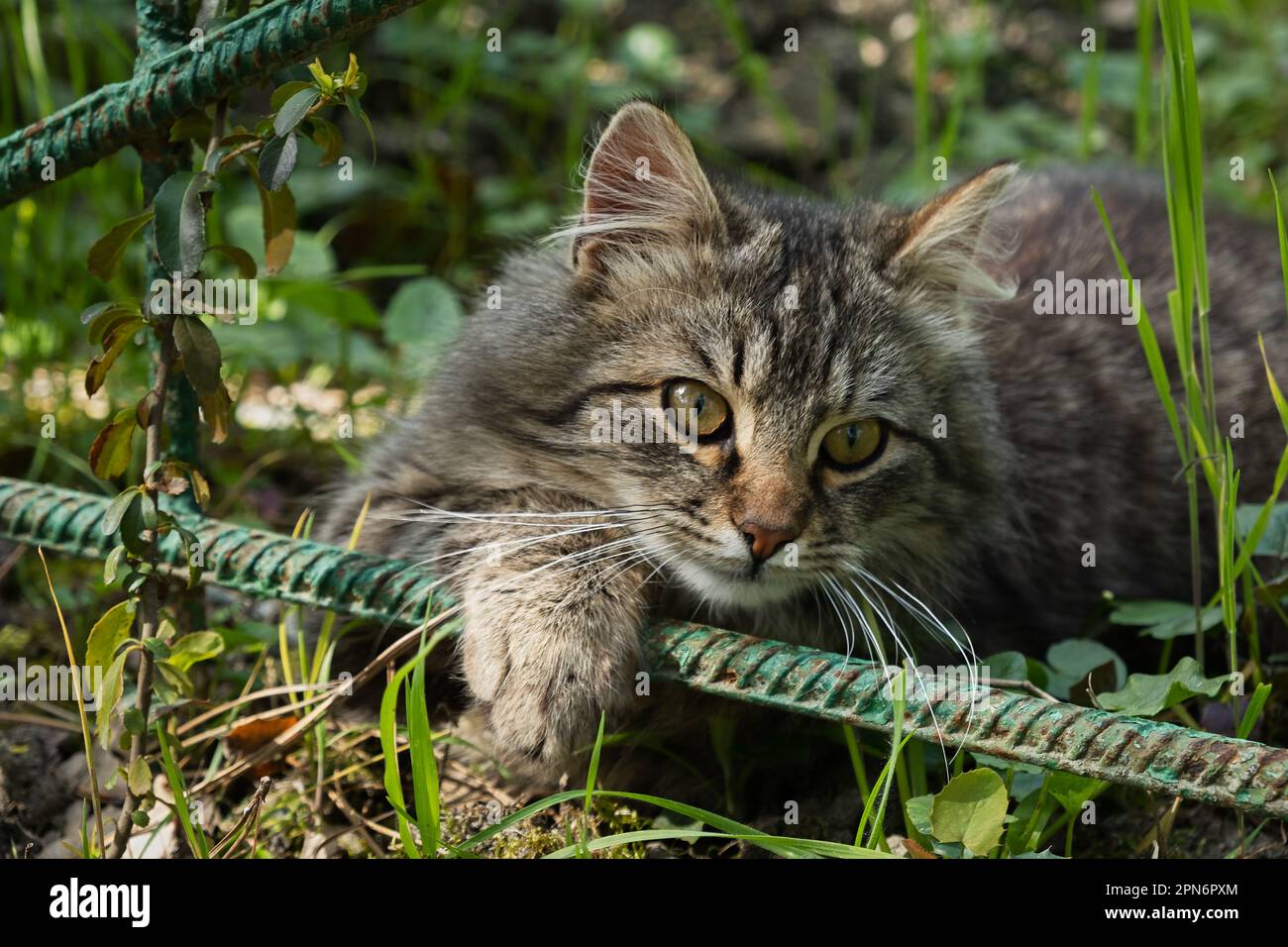 Un gatto a righe con occhi sorpresi in giardino. Ritratto in primo piano, guardando direttamente la fotocamera. Sfondo sfocato del fogliame verde. A piedi Foto Stock
