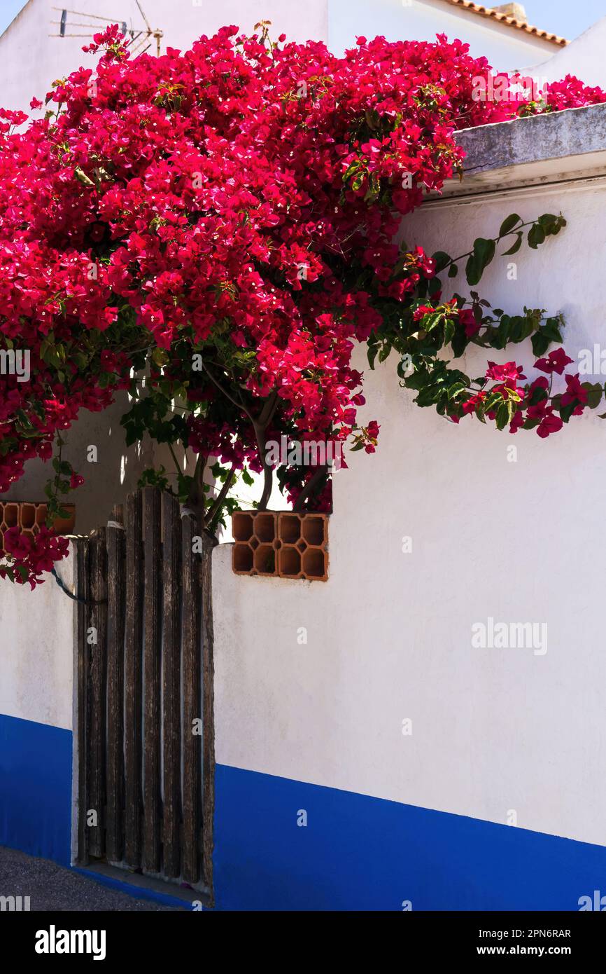 Cespuglio di bouganvillea fiorito rosa luminoso vicino a una parete bianca Foto Stock