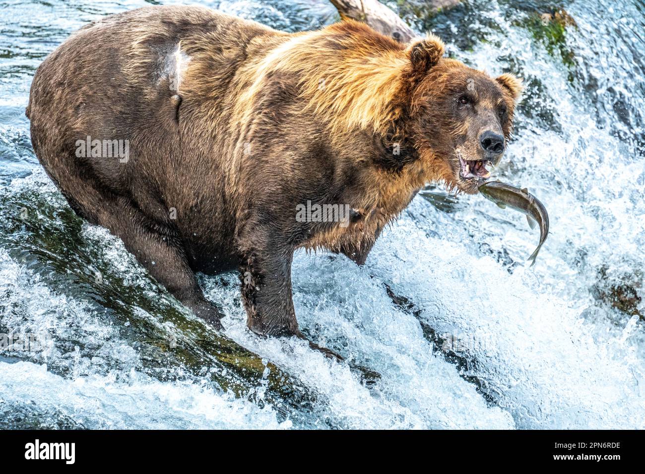 Grizzly Bear in piedi sul fiume e cattura di salmone Foto Stock