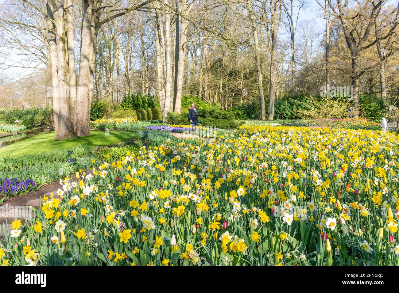 Campo di daffodils, Keukenhof Gardens, Lisse, South Holland (Zuid-Holland), Regno dei Paesi Bassi Foto Stock