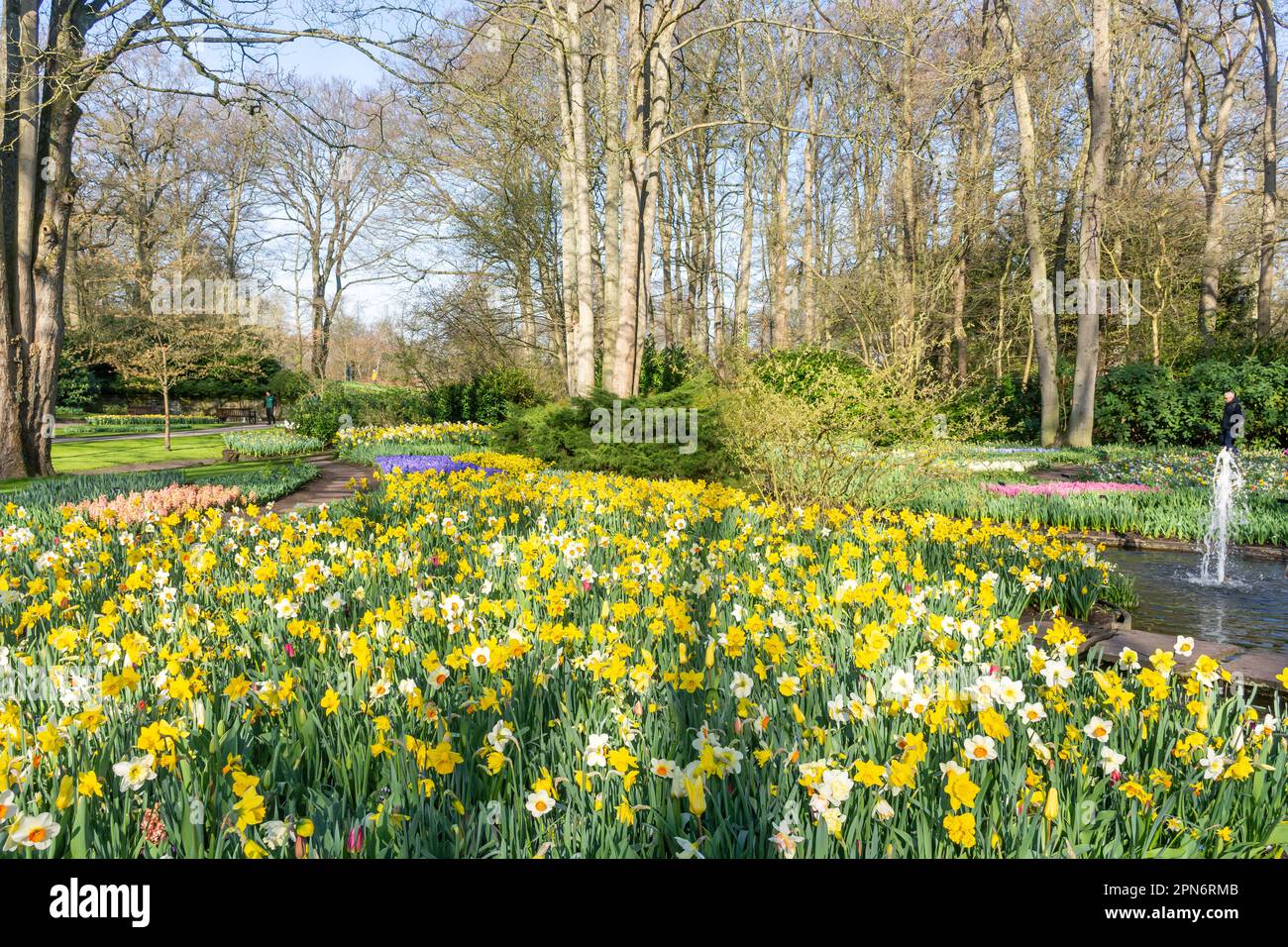 Campo di daffodils, Keukenhof Gardens, Lisse, South Holland (Zuid-Holland), Regno dei Paesi Bassi Foto Stock