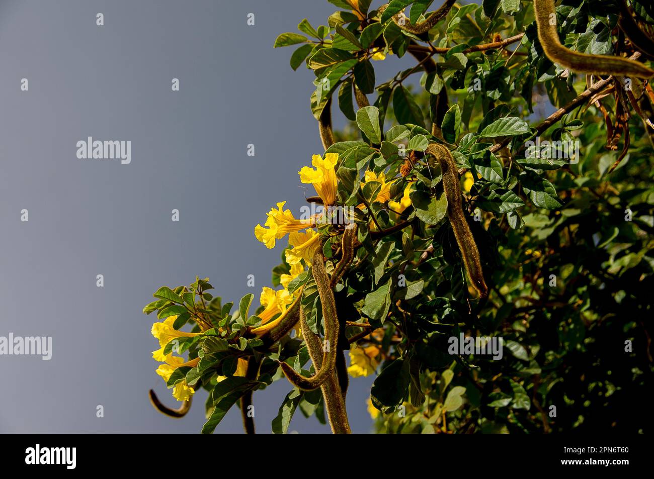 Parte superiore della tromba d'oro, Handroanthus chrysotrichus, con fiori gialli e semi-pod fuzzy. Nativo del Brasile nel giardino australiano. Foto Stock