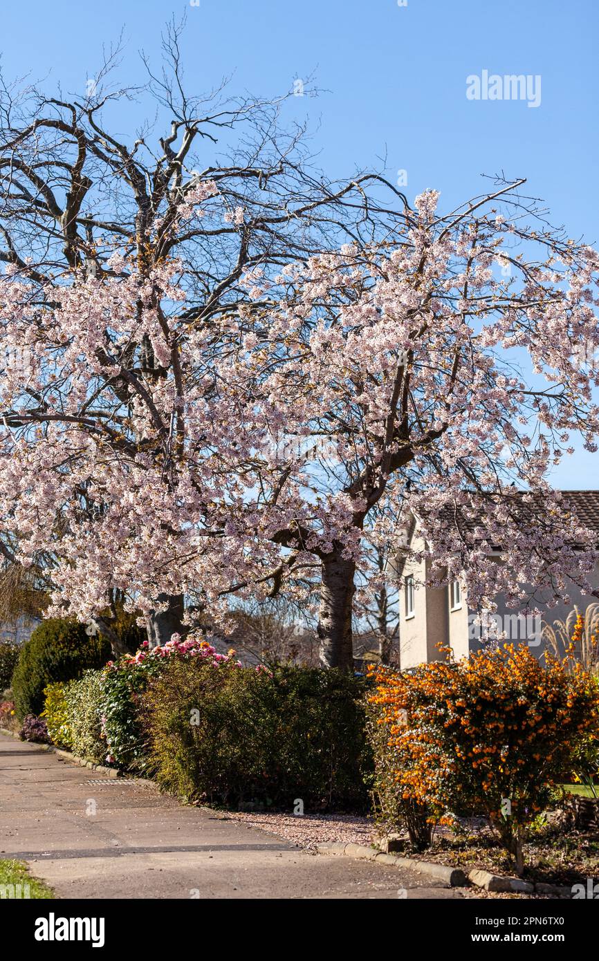 Un bel ciliegio in un giardino di fronte a Fife Foto Stock