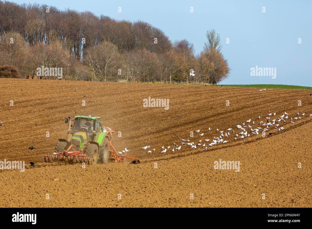 Un trattore che arava un campo a Fife con molti gabbiani che sfruttano i facili pickings. Foto Stock