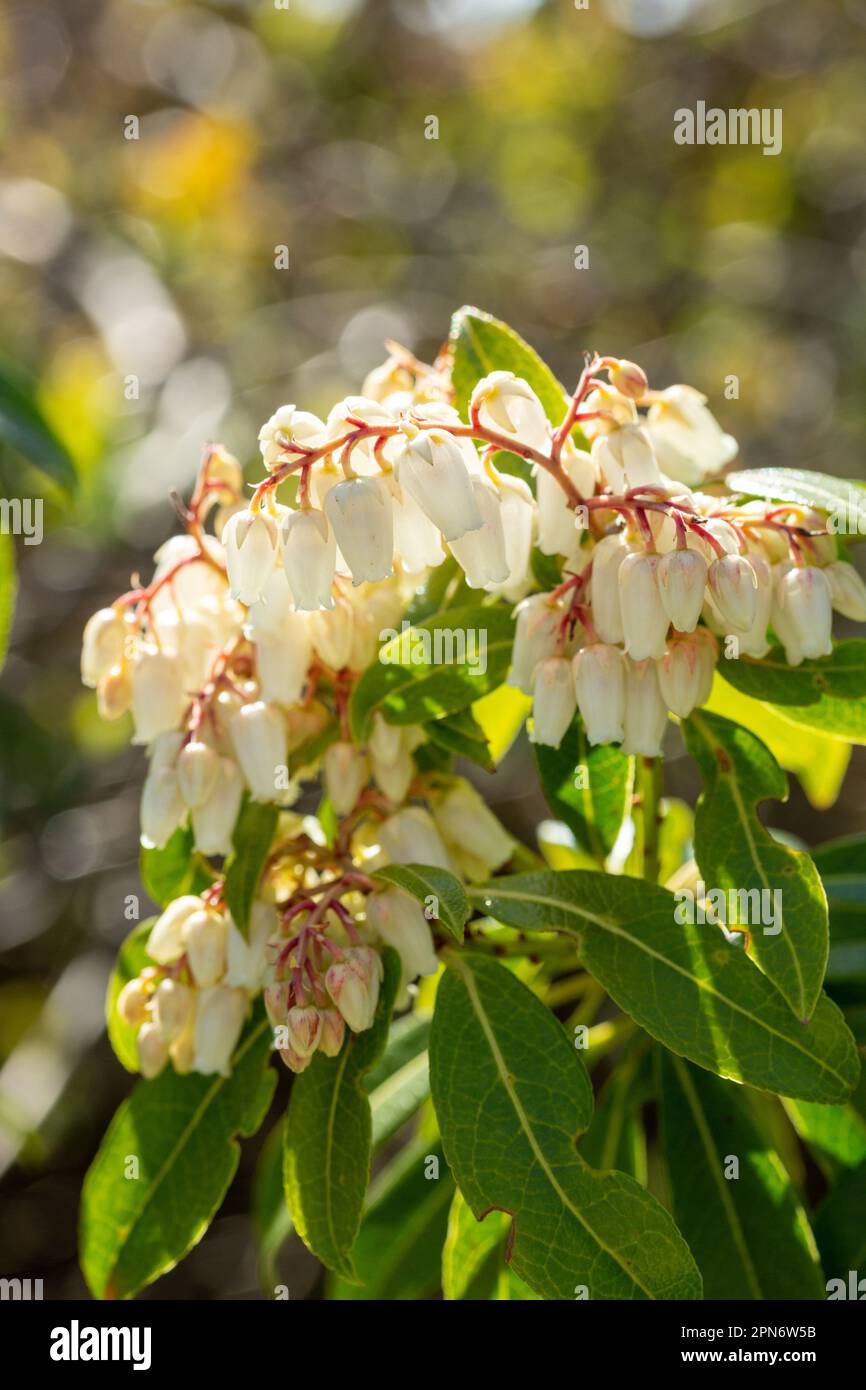 Fiori bianchi pieris 'Forest Flame' giapponesi Foto Stock