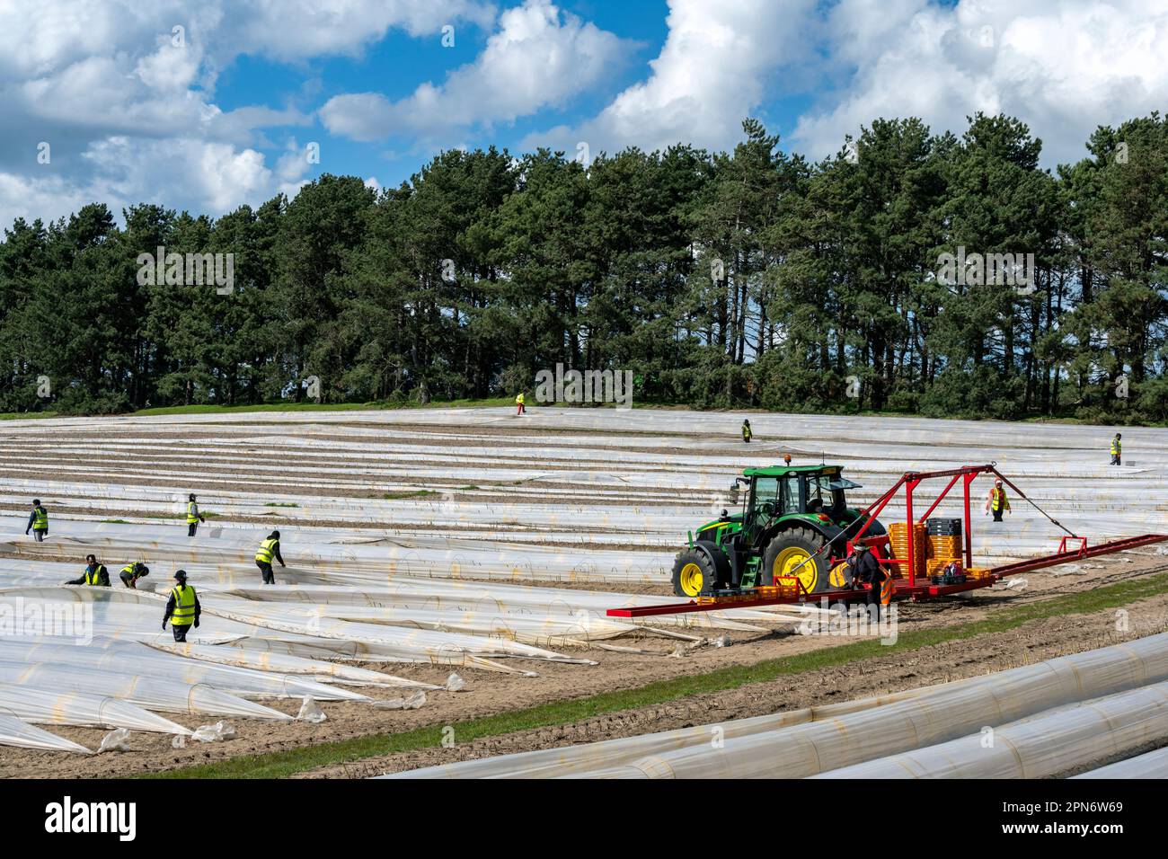 Asparagi raccolto Watiston Suffolk Inghilterra Foto Stock