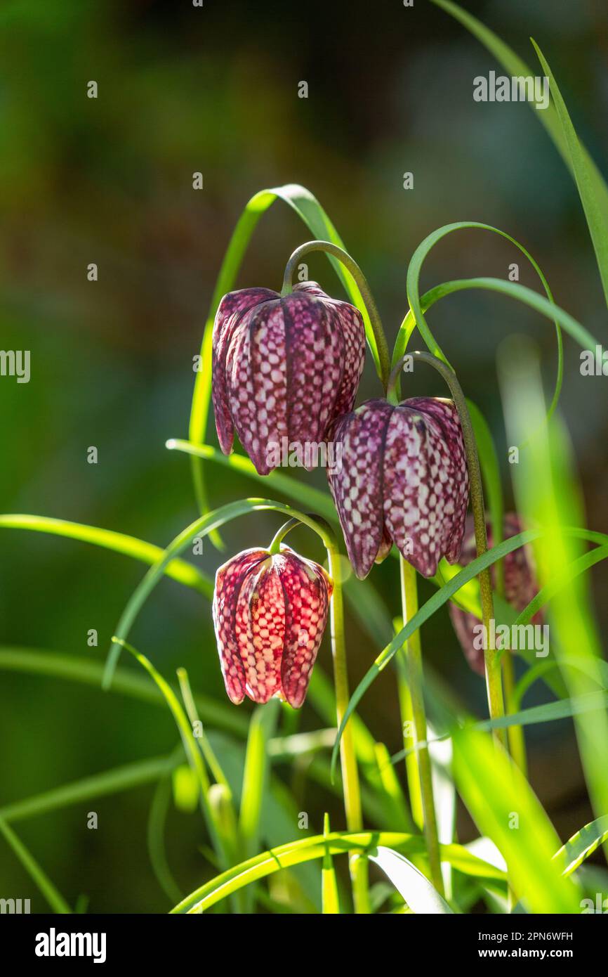 Fritillaria meleagris serpente testa fritillary fioritura in aprile in Scozia Foto Stock