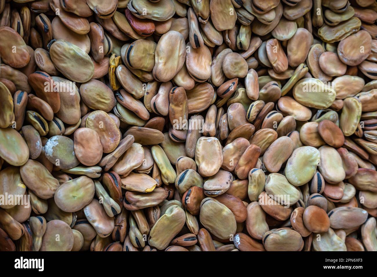 Fave secche, Vicia faba, al mercato. Il fagiolo è una pianta della famiglia delle Leguminose. Abruzzo, Italia, Europa Foto Stock