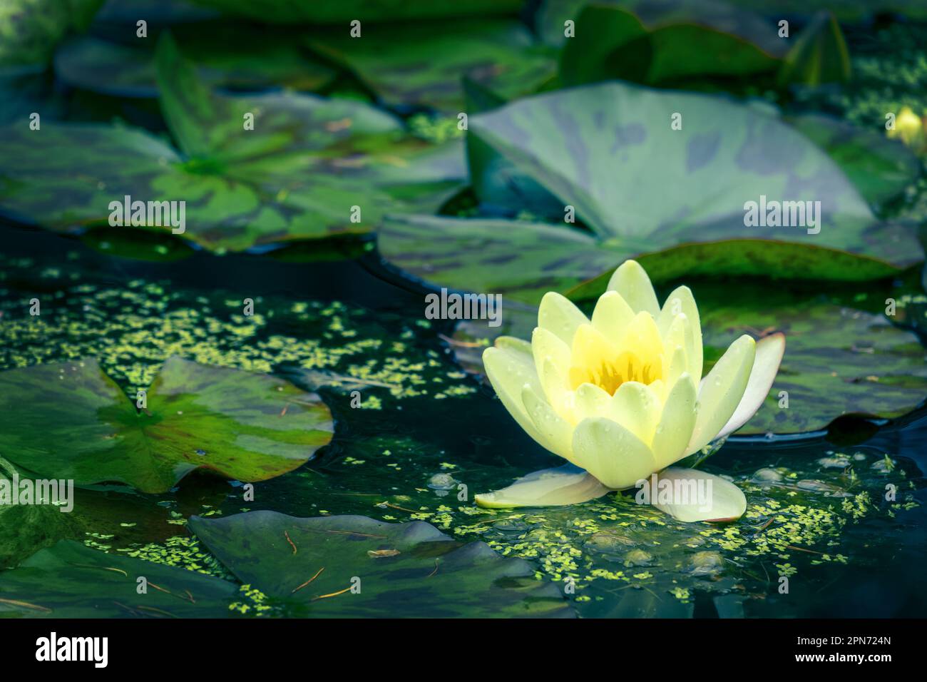 Primo piano di un fiore giallo di giglio su uno stagno Foto Stock