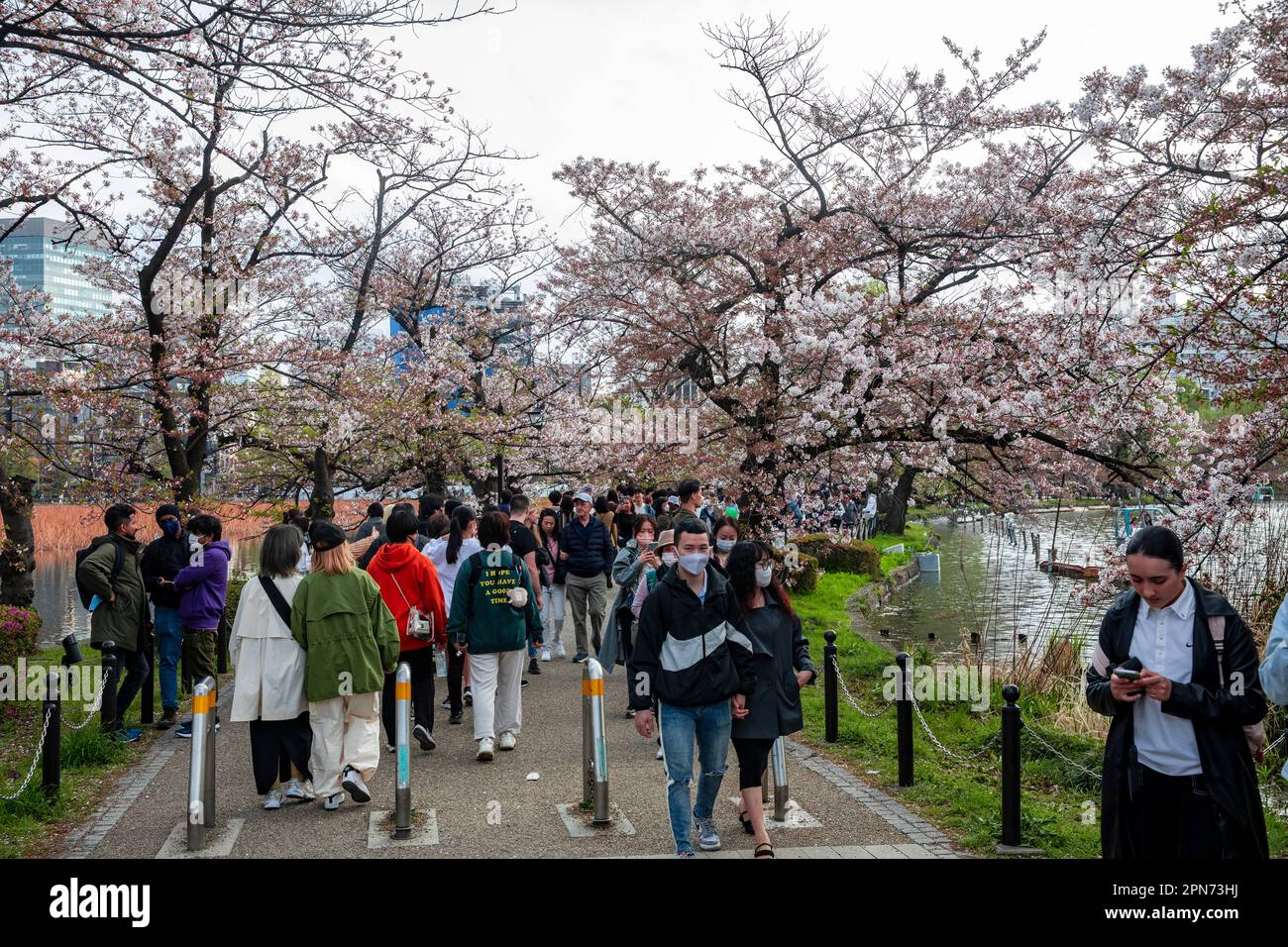 Aprile 2023 Ueno Park Tokyo, persone che camminano attraverso Ueno Park per vedere i fiori di ciliegi in fiore, Tokyo, Giappone, Asia Foto Stock