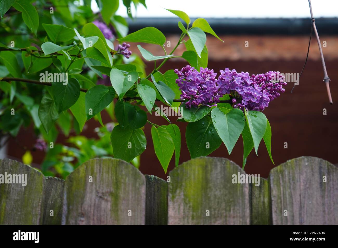 Ramoscello lilla con fiori freschi viola e foglie verdi sopra rustico vecchio recinto di legno del giardino della casa in primavera Foto Stock