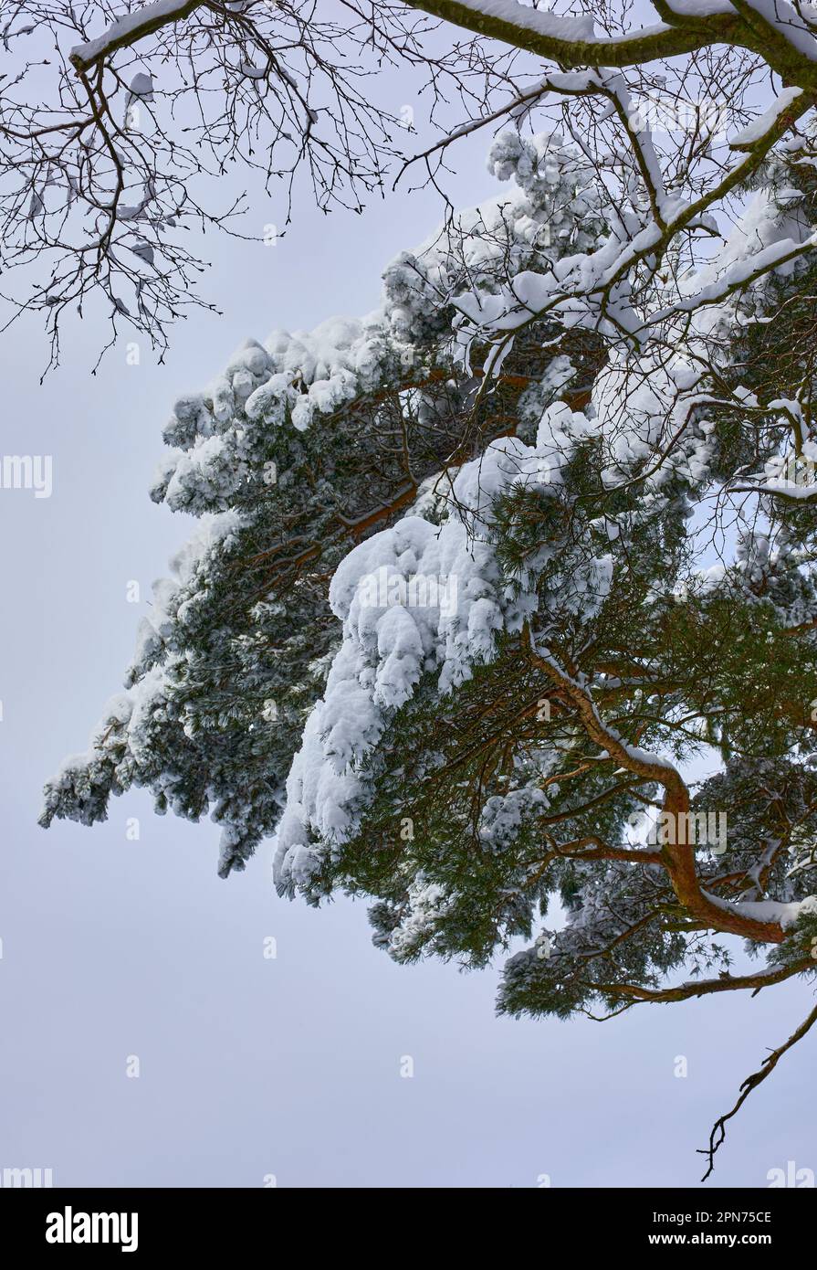 La neve si trova pesantemente sui rami di Scots Pine la mattina dopo una notte di neve pesante su brughiere piccolo holding a 900ft nel North Yorkshire Foto Stock