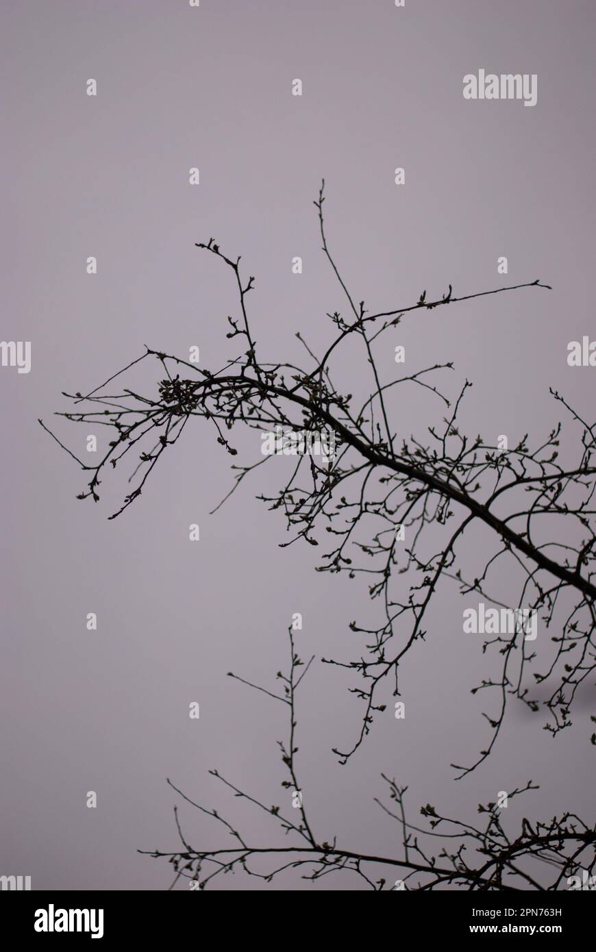 Vista su rami di albero in tempo nuvoloso Foto Stock