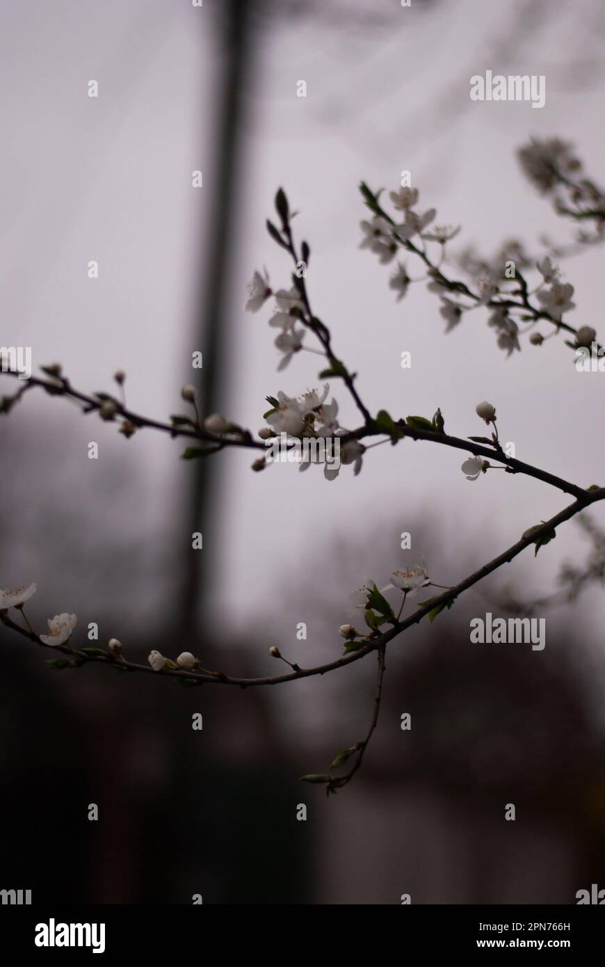 Vista sulla fioritura dei ciliegi bianchi in condizioni di tempo nuvoloso Foto Stock