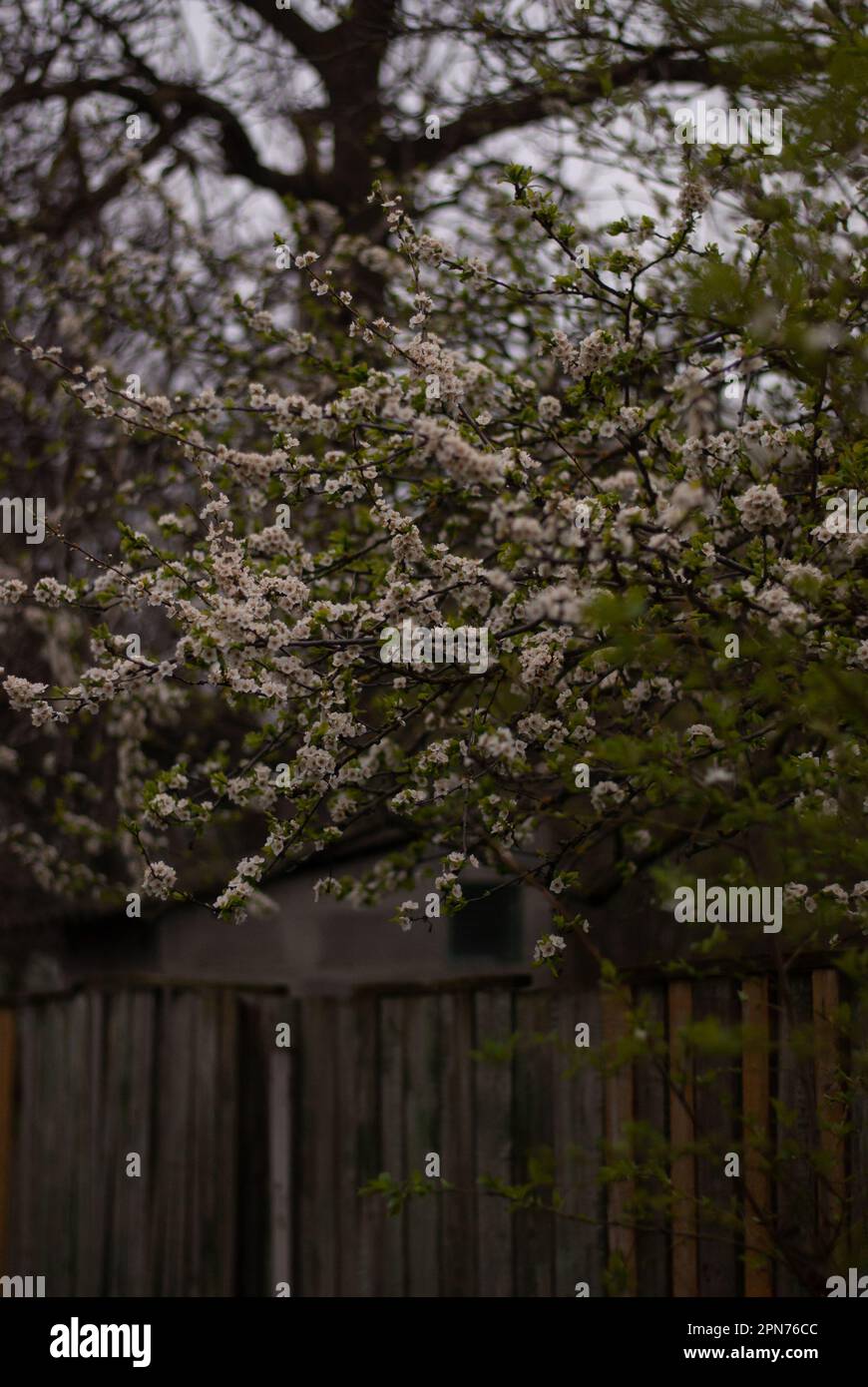 Fiore bianco di ciliegio vicino recinto nel giardino in tempo nuvoloso Foto Stock