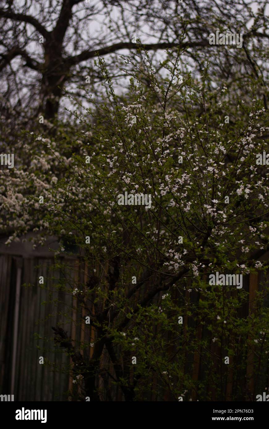 Vista su fiore di ciliegio bianco vicino recinto nel giardino in tempo nuvoloso Foto Stock
