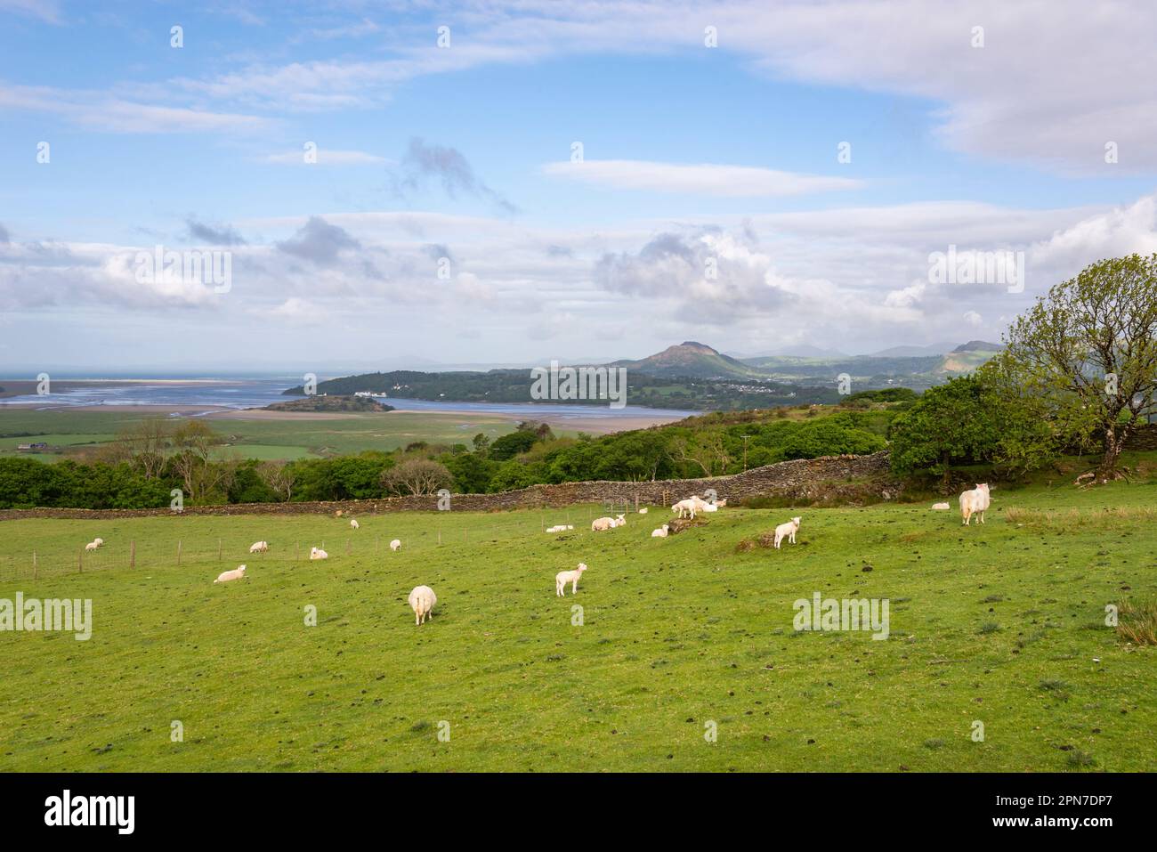Pecore che pascolano in campi sopra l'estuario del Dwyryd a Gwynedd, Galles del Nord. Foto Stock
