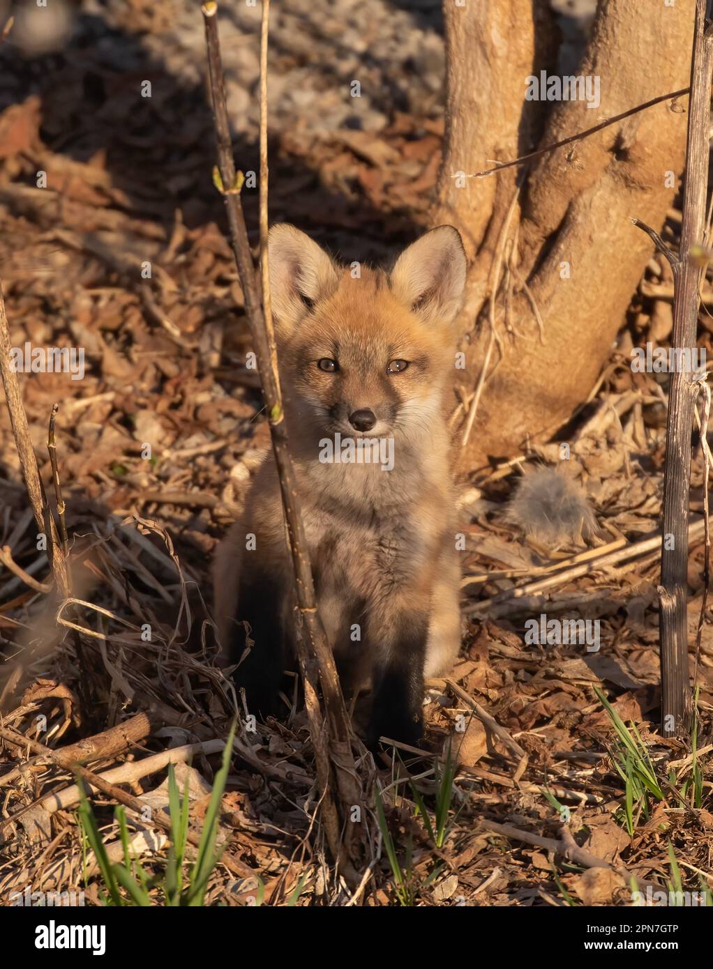 Red Fox kit (Vulpes vulpes vulpes) uscendo dalla sua tana nel profondo della foresta in primavera in Canada Foto Stock