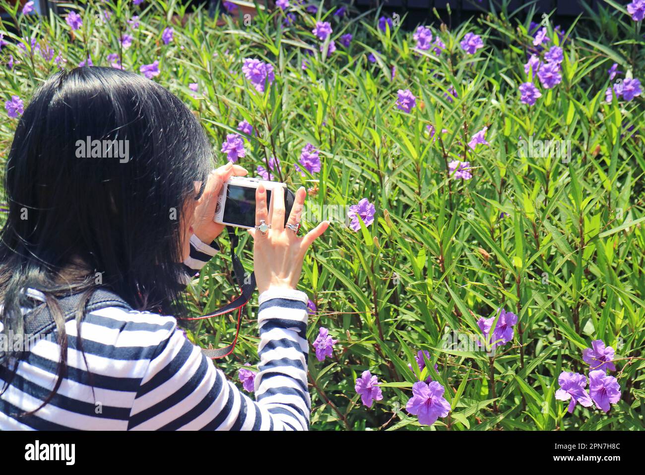 Donna che scatta foto di popping fiori Pod fiorire nel Sunshine Garden Foto Stock