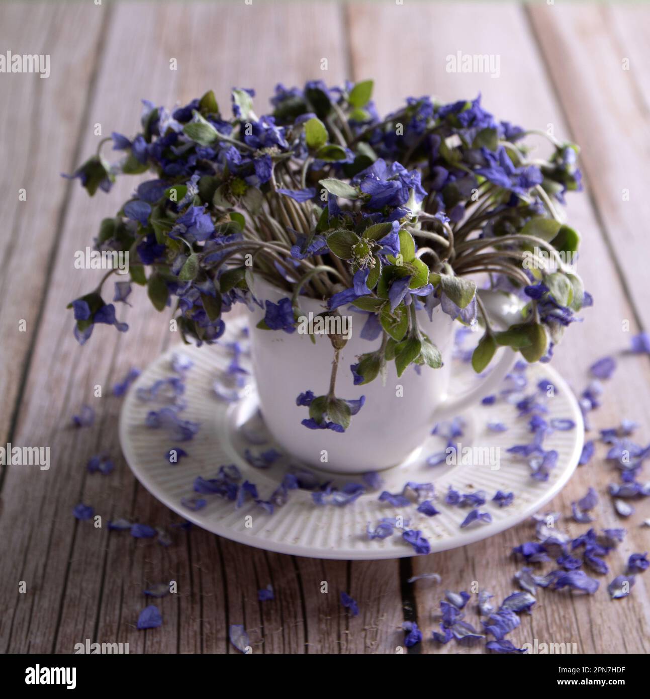 foto dei petali di fiori caduti sdraiati sul tavolo Foto Stock