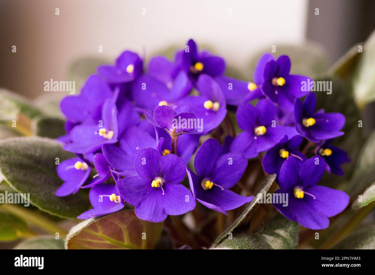 Viola africano in vaso. Saintpaulia ionantha isolato su sfondo bianco. Foto Stock