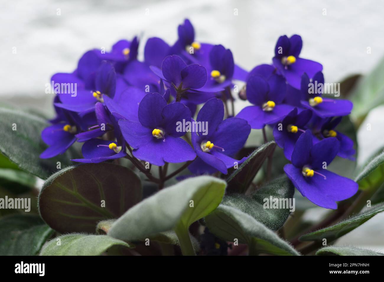 Viola africano in vaso. Saintpaulia ionantha isolato su sfondo bianco. Foto Stock