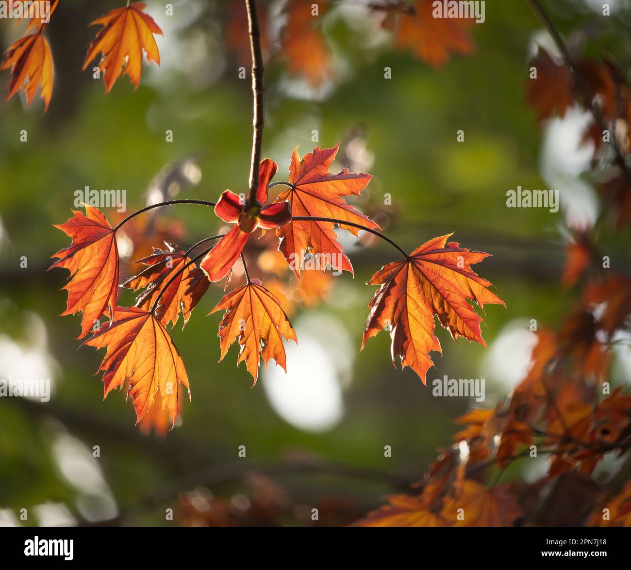 Un mazzo di primaverili, foglie arancioni o gialle dell'Acero di Norvegia, Acer platanoides, su un lussureggiante sfondo verde in primavera, estate, autunno Foto Stock