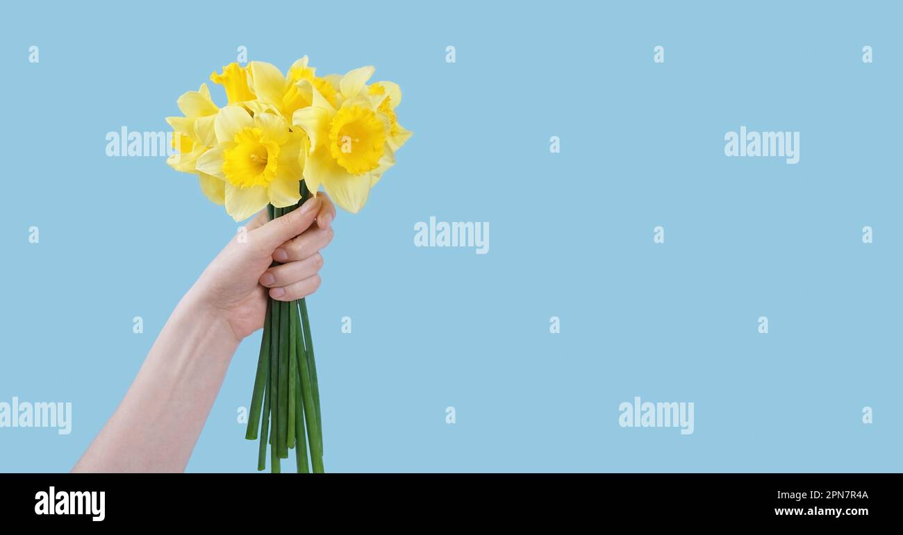 Bouquet di fiori di narcisi gialli, campane di Pasqua isolate su sfondo blu. Fiori primaverili in fiore. Mockup, modello per le vacanze, compleanno Foto Stock