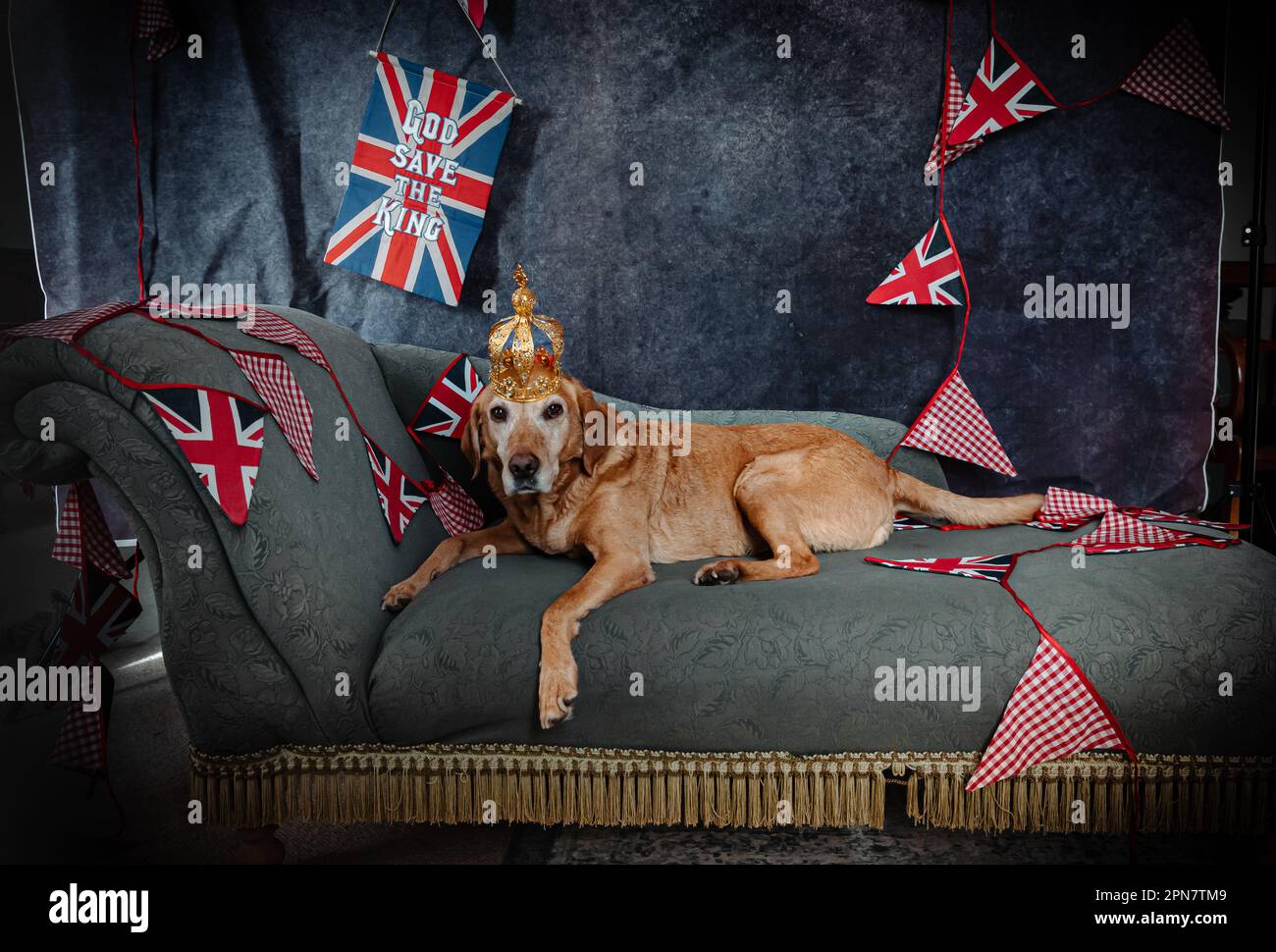 Una volpe rossa labrador indossando una corona reale sdraiata su una chaise longue con Union Jack che si accosta dietro. Foto Stock