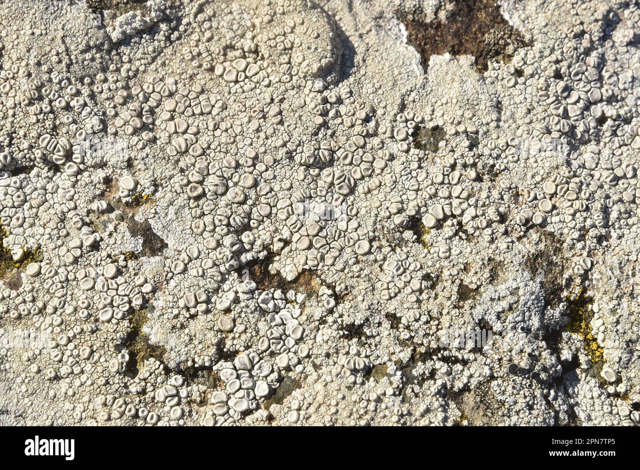 Lichen su una roccia 3706 Foto Stock