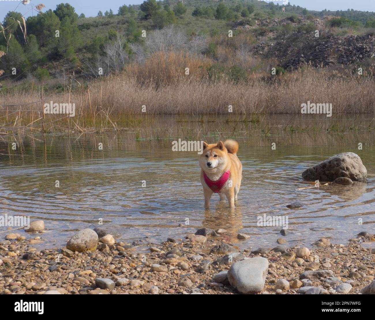 Shiba Inu cucciolo e il suo amico a strisce gattino Foto Stock