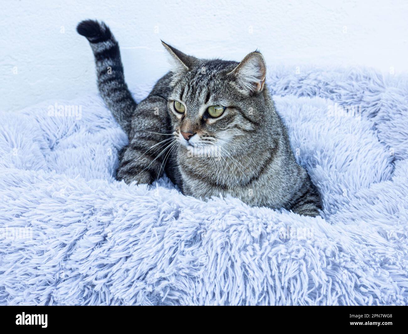 Shiba Inu cucciolo e il suo amico a strisce gattino Foto Stock