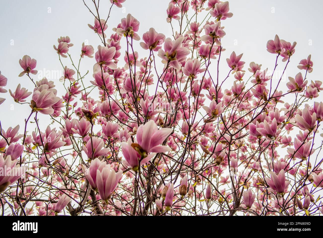 Siepe primaverile con fiori di magnolia rosa Foto Stock