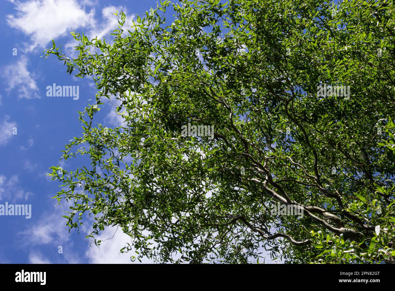 Draghi artiglio rami salice con nuove foglie e fiori contro il cielo blu - nome latino - Salix matsudana tortuosa. Foto Stock