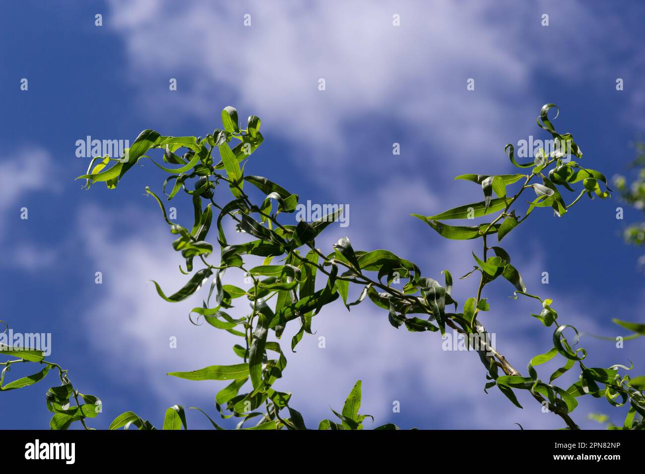 Draghi artiglio rami salice con nuove foglie e fiori contro il cielo blu - nome latino - Salix matsudana tortuosa. Foto Stock