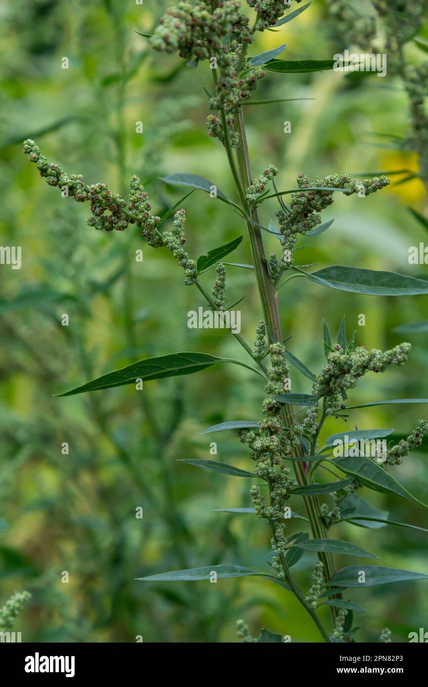 L'album Chenopodium è un tipo di album annuale grigio-verde erbaceo, coperto da piante grigiastre in polvere della famiglia delle Lobodacee. Foto Stock