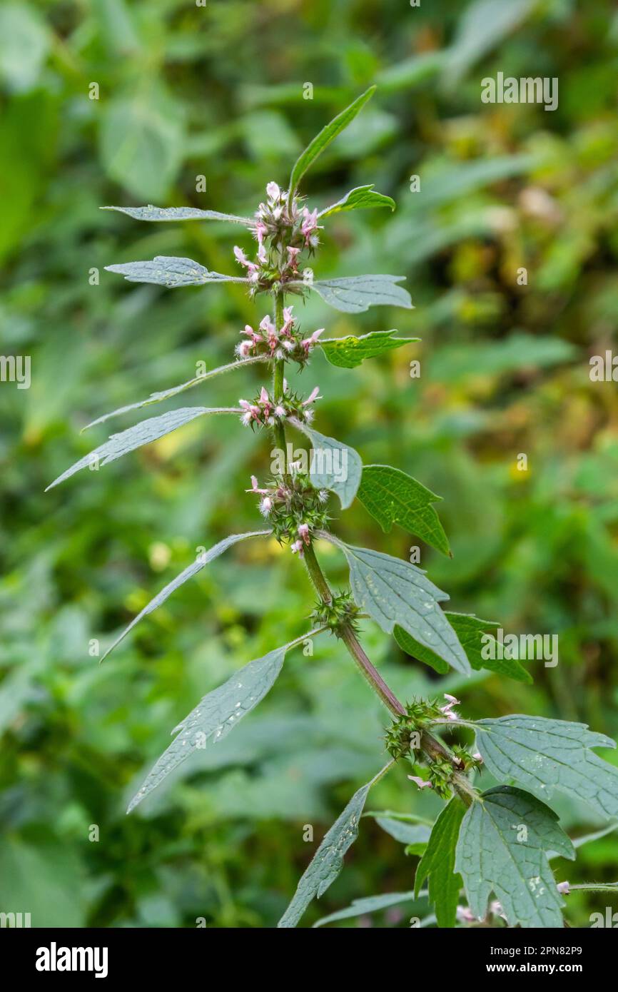 Leonurus cardiaca, conosciuta come madrepatria. Altri nomi comuni includono l'erba di lancio, l'orecchio del leone e la coda del leone. Pianta medicinale. Cresce in natura. Foto Stock