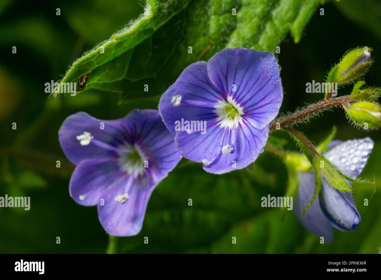 Veronica chamaedrys o germander speedwell fiore blu, macro, primo piano. Foto Stock