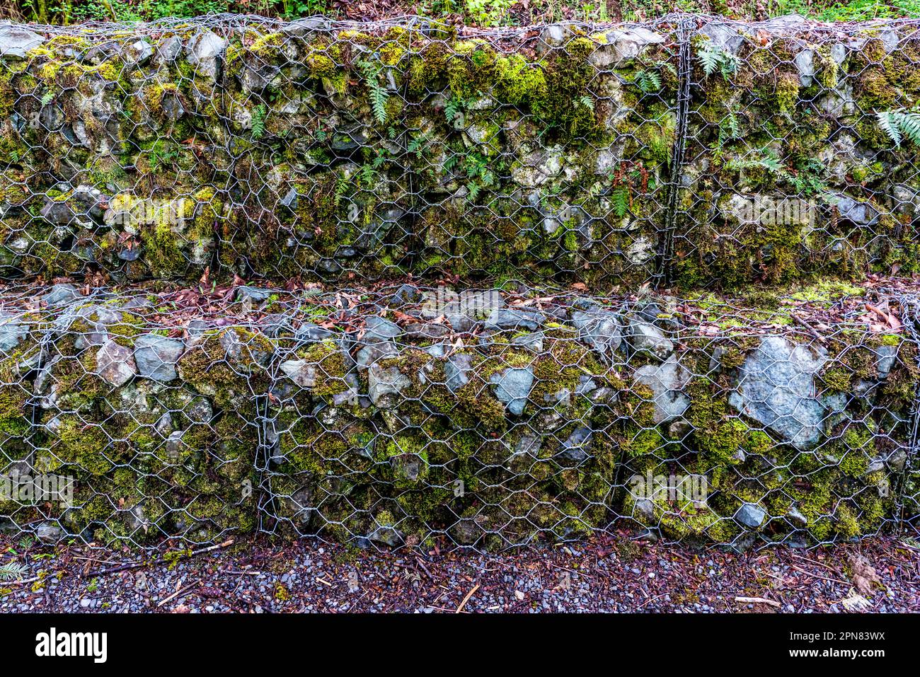 Una macrofa recinzione rocciosa lungo i Cedar River Trails a Renton, Washington. Foto Stock