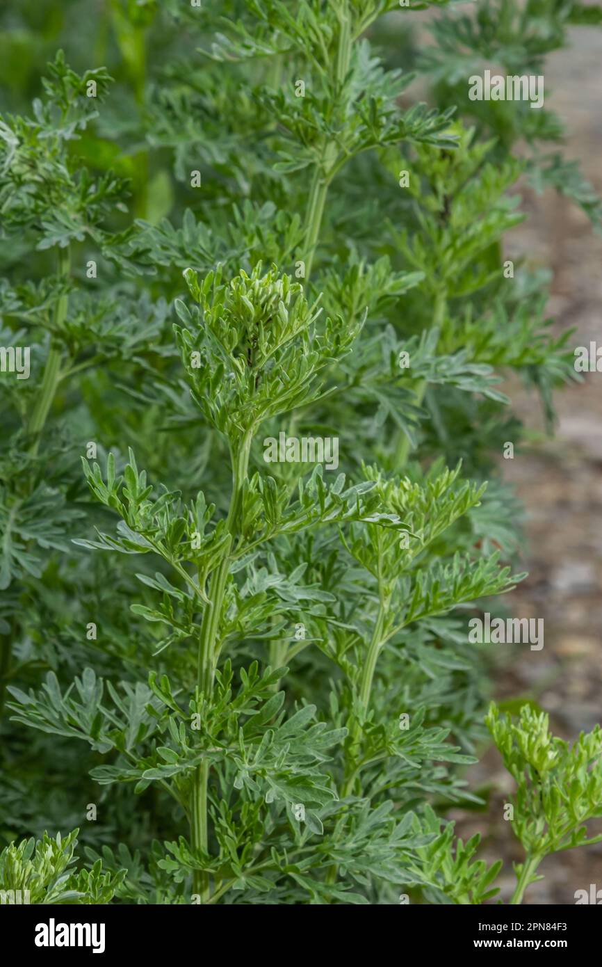 Cespuglio verde brillante di vermwood. Il concetto di giardino crescente, spezie e piante medicinali. Foto Stock
