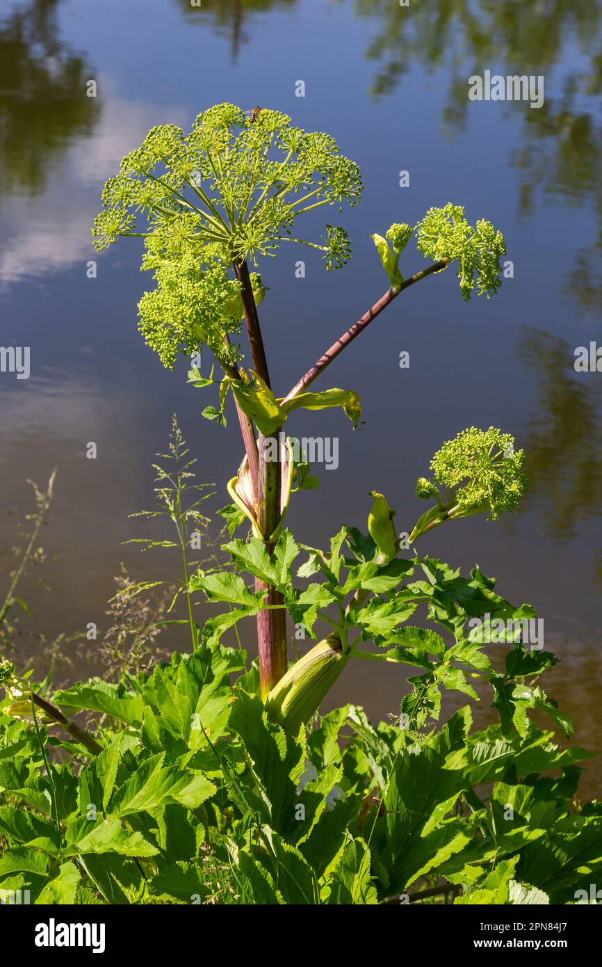 Angelica, Angelica, archangelica, appartiene alla pianta selvatica con fiori verdi. È una pianta medicinale importante ed è anche usata in medicina. Foto Stock