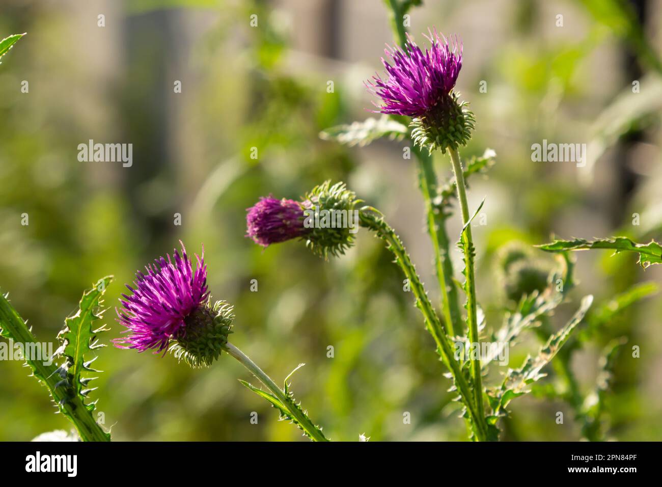 Fioritura cardo strisciante Arvense Cirsium, anche cardo canadese o cardo di campo. Il cardo strisciante è considerato un pianto nocivo in molti paesi. Foto Stock