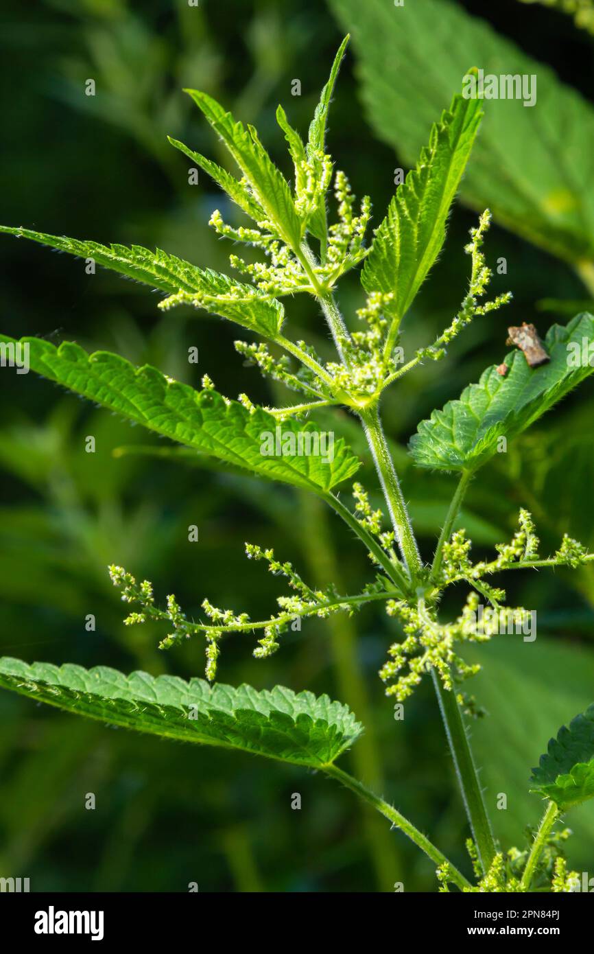 Ortiche urtiche in giardino. Foglie verdi con bordi seghettati. Foto Stock