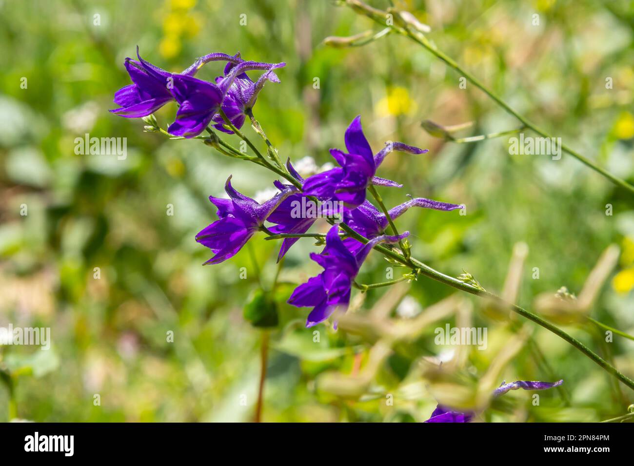 Delphinium selvatico o Consolida Regalis, conosciuto come forking o razzo larkspur. Il campo larkspur è erbaceo, pianta fiorente della famiglia Ranun delle coppe Foto Stock