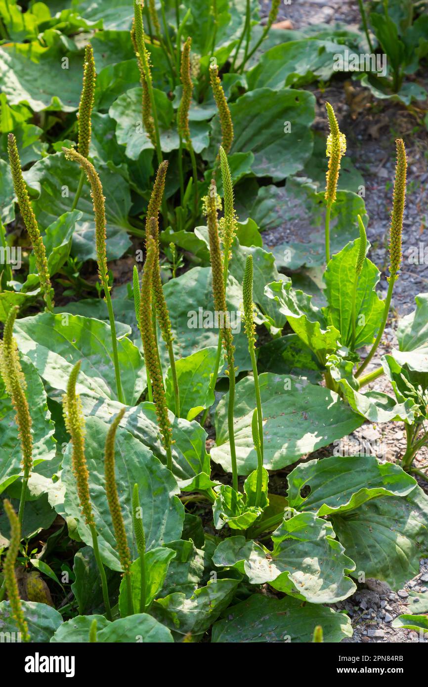 Plantago lanceolata è una specie di pianta della famiglia Plantaginaceae. E 'noto con i nomi comuni ribwort plantain e stretto Foto Stock