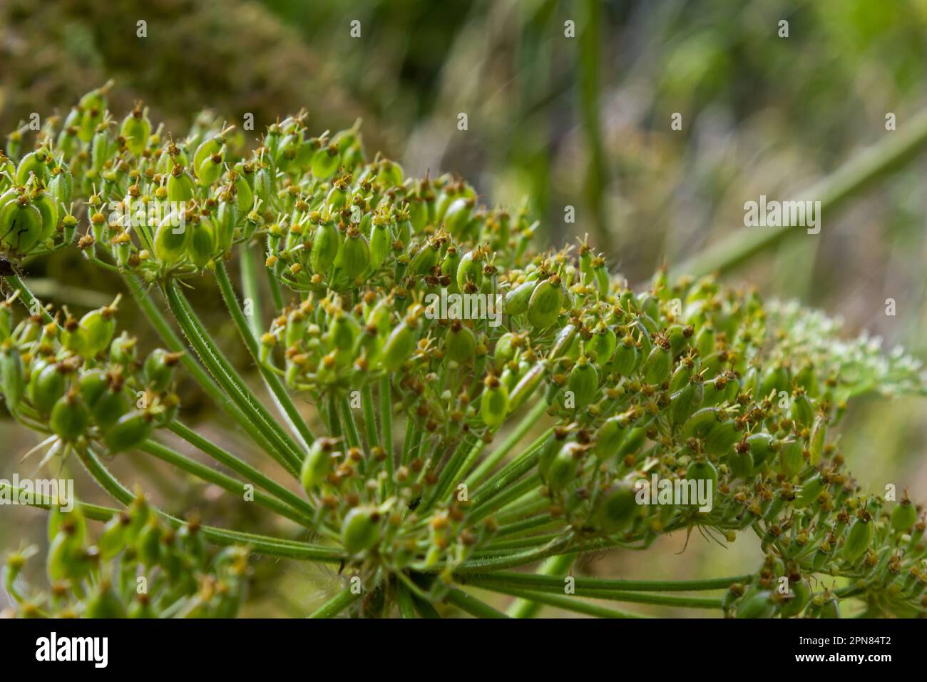 Heracleum Sosnowskyi su sfondo blu cielo. Tutte le parti di Heracleum Sosnowskyi contengono l'allergene furanocumarina tossico intenso. Foto Stock