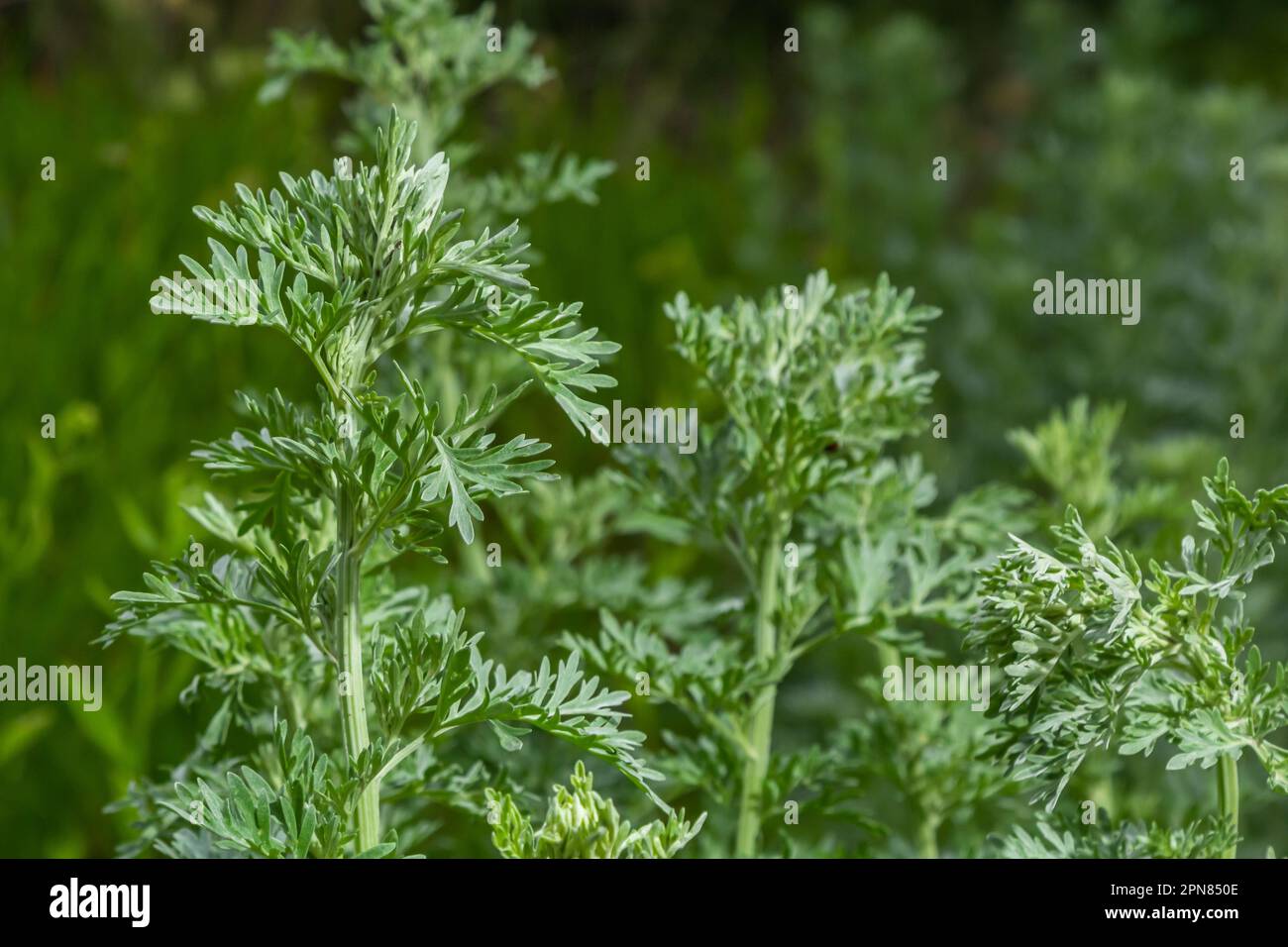 Cespuglio verde brillante di vermwood. Il concetto di giardino crescente, spezie e piante medicinali. Foto Stock