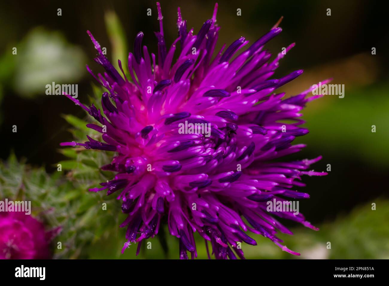 Fioritura cardo strisciante Arvense Cirsium, anche cardo canadese o cardo di campo. Il cardo strisciante è considerato un pianto nocivo in molti paesi. Foto Stock