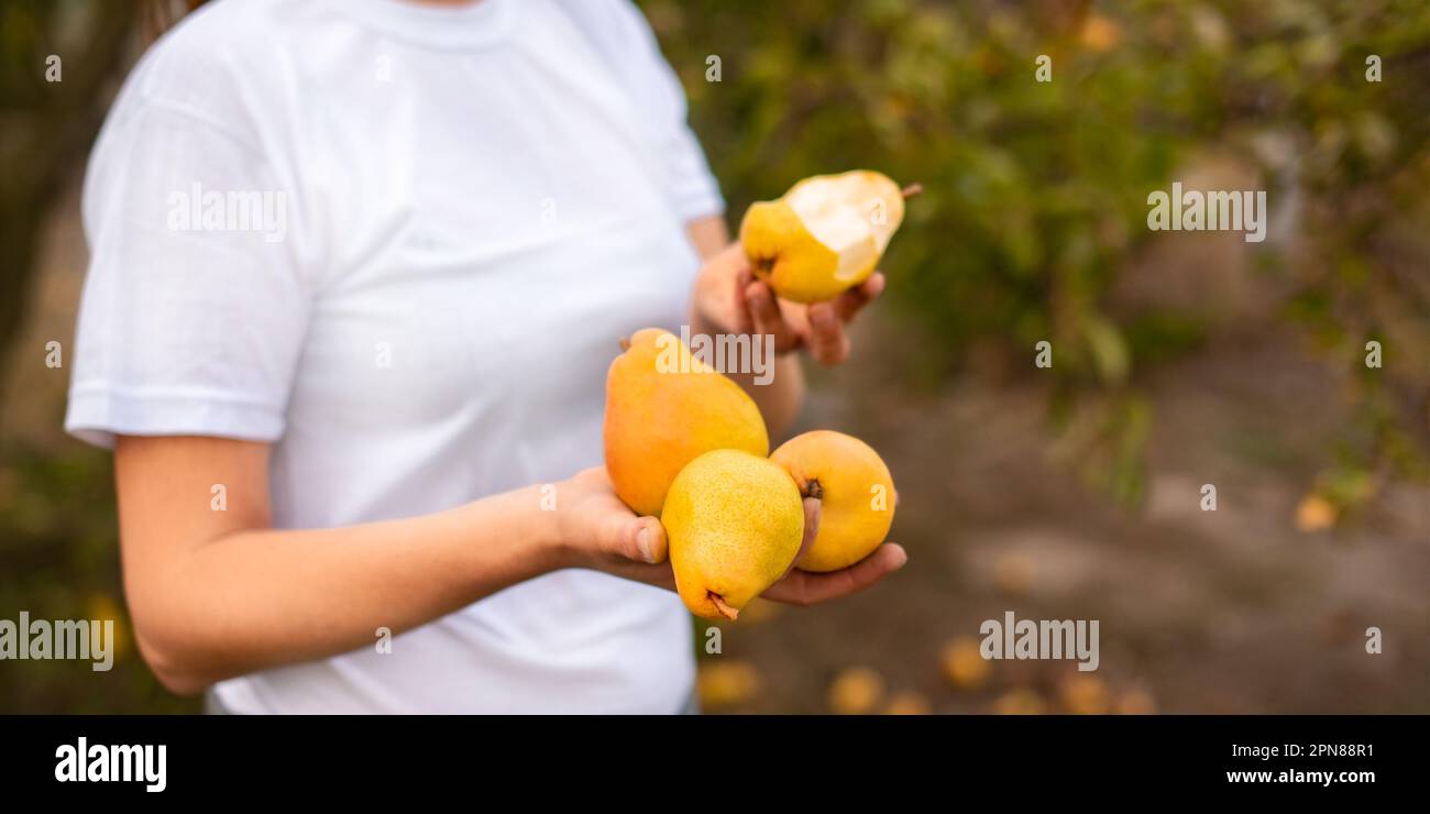 in giardino, pepite di pere e pere fresche in mani di donna. l'agricoltore controlla la qualità del raccolto di frutta Foto Stock